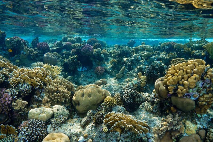 Marsa Alam: Snorkeling with Sea Turtles Marsa Mubarak - Looking for turtles without crowding them