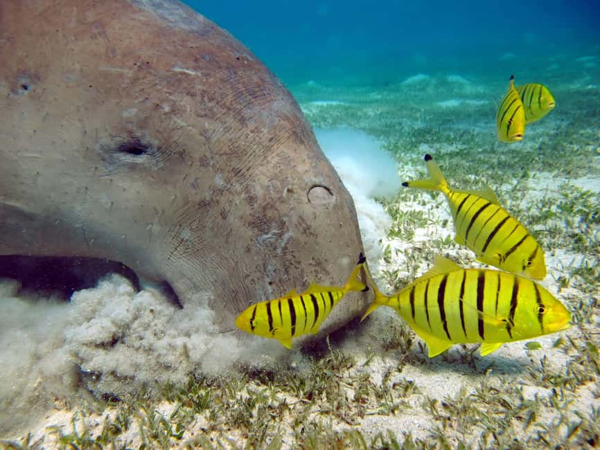 Marsa Alam: Snorkeling with Sea Turtles Marsa Mubarak - The second snorkeling stop and group pace