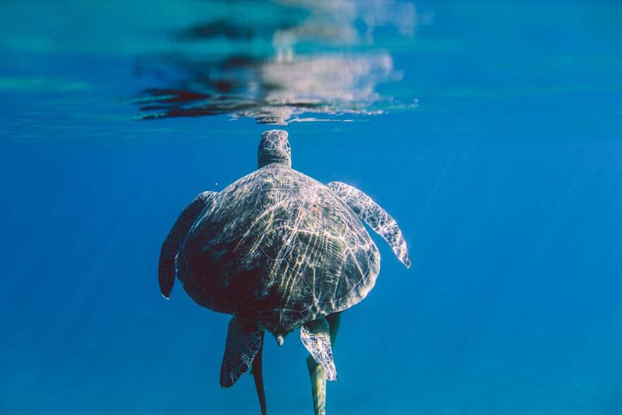 Marsa Alam: Snorkeling with Sea Turtles Marsa Mubarak - A crew that helps when things get difficult