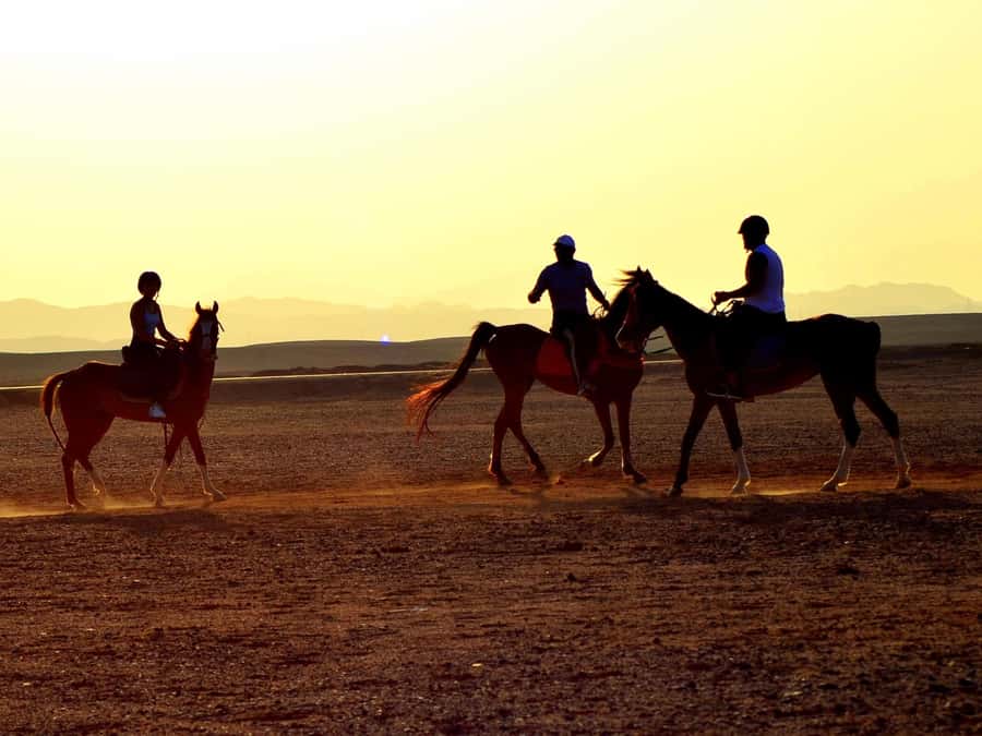 Marsa Alam: Sunrise Horseback with Breakfast - Six things to know before you book