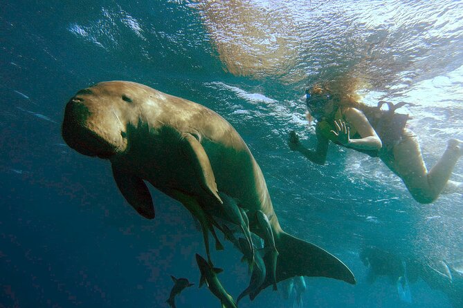 Marsa Mubarak snorkeling with dugong and turtles - marsaalam - Key points before you book