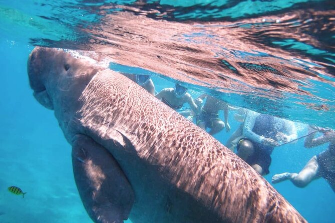 Marsa Mubarak snorkeling with dugong and turtles - marsaalam - What you are really paying for at $82
