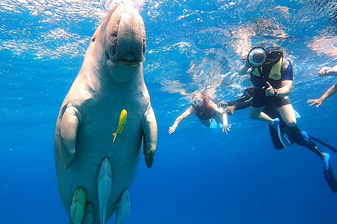Marsa Mubarak snorkeling with dugong and turtles - marsaalam - Swimming with the large Red Sea turtles