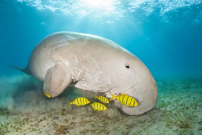 Marsa Mubarak snorkeling with dugong and turtles - marsaalam - Coral reefs, clownfish, and what not to expect