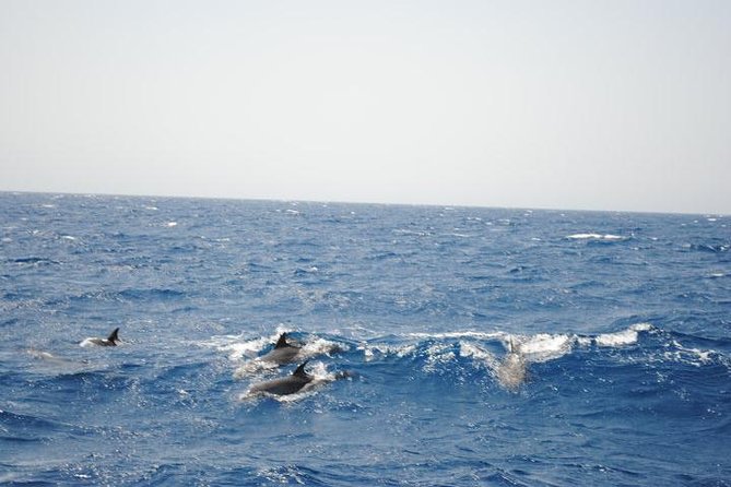 Meet the dolphins in snorkeling tour - Setting out from Hurghada at 8:00 a.m.