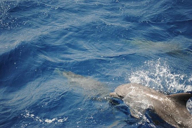Meet the dolphins in snorkeling tour - Two snorkeling stops beyond the dolphin encounter