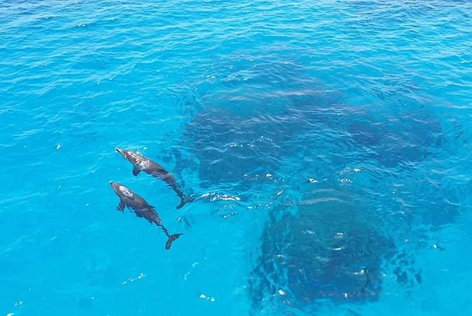 Meet the dolphins in snorkeling tour - Boat space, group size, and the feel on board