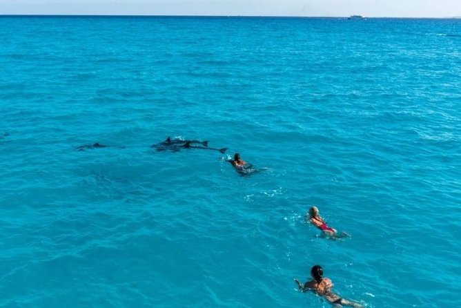 Meet the dolphins in snorkeling tour - Is $46.46 good value for a nine-hour trip?