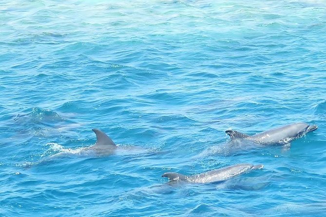 Meet the dolphins in snorkeling tour - Who will enjoy this Hurghada boat trip?