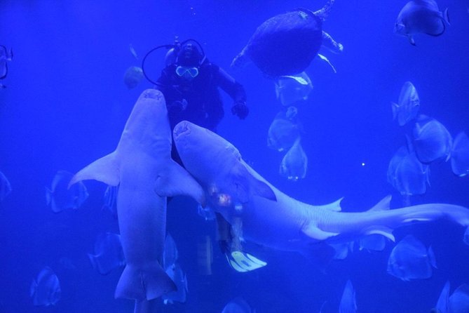 Official Account: Hurghada Grand Aquarium Entrance Tickets - Quick points before you go