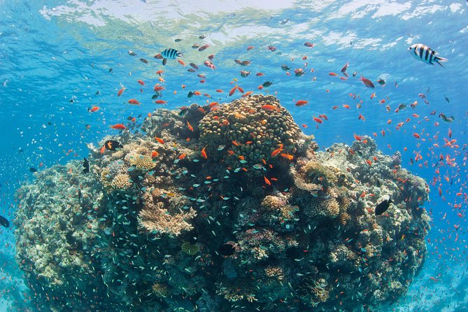 Orange Bay Island By Private Speedboat & snorkeling & Water Sport - Hurghada - Orange Bay gives you a sandy break from the boat