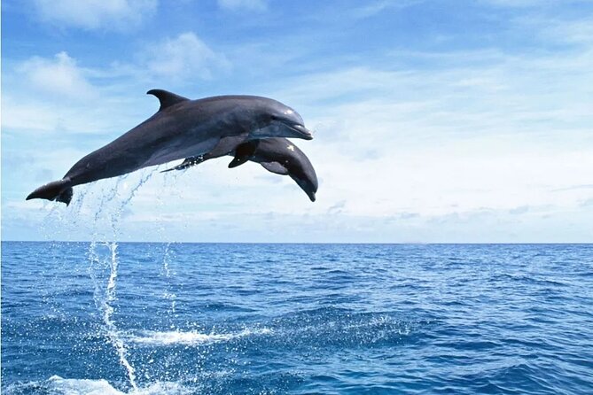 Orange Bay snorkeling tour with Lunch - water sports - The key points at a glance