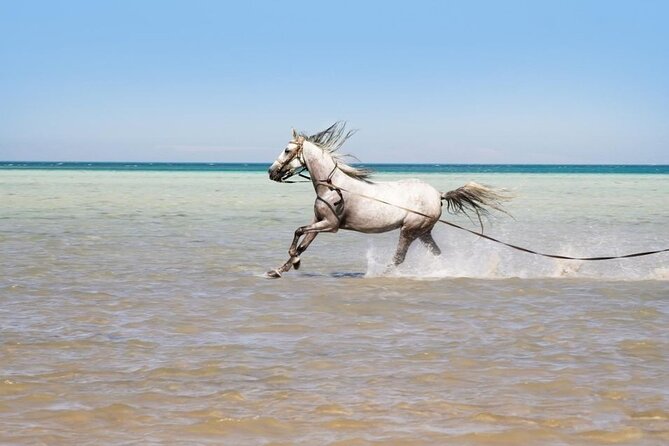 Orange Bay to Love 3 Reasons Snorkeling Crystal Waters Escape - Leaving Hurghada at 8:00 AM