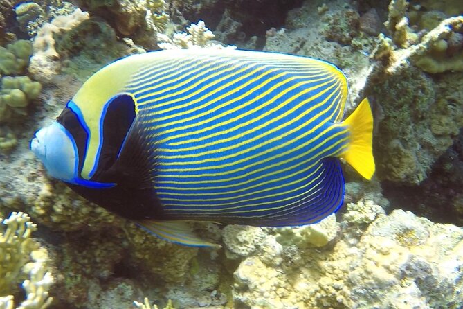 PADI Advanced Diving Course in Hurghada - Learn Scuba Diving - Instruction from Steve, Emma, Erin, and Maged