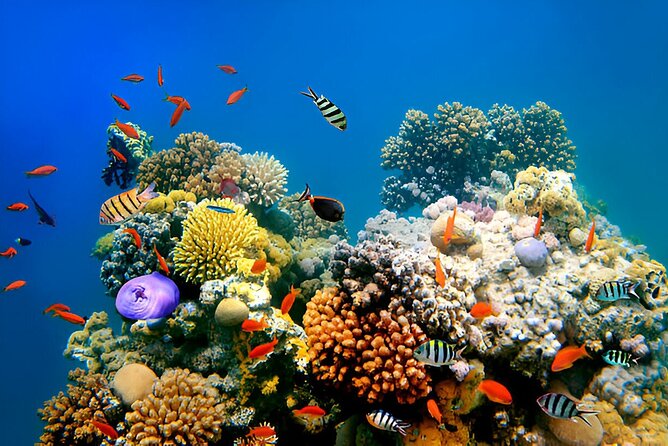 PADI Scuba Diver (PSD) - Is $319.87 good value?