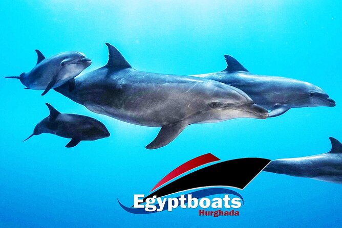 PRIVATE! | 4-hour Speed Boat Trip | Swim With Dolphins, Snorkeling & Island - Why a private speedboat makes sense in Hurghada