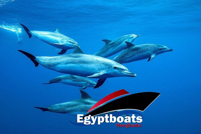PRIVATE! | 4-hour Speed Boat Trip | Swim With Dolphins, Snorkeling & Island - Carless Reef: a short look below the surface
