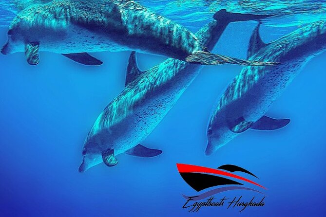PRIVATE! | 4-hour Speed Boat Trip | Swim With Dolphins, Snorkeling & Island - Finding dolphins in open water