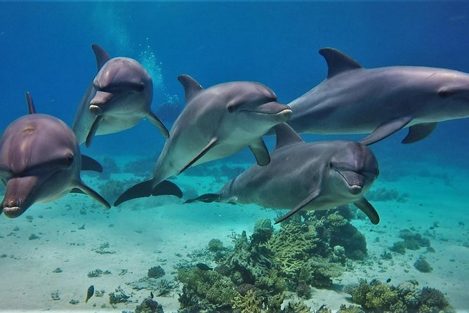 Private Boat to Dolphin House Full day Snorkeling Sea Trip Max 10 Pax - Hurghada - Fanadir Reef brings the coral focus