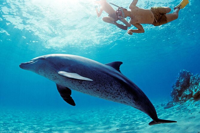 Private Boat to Dolphin House Full day Snorkeling Sea Trip Max 10 Pax - Hurghada - The guides and crew are a real part of the value