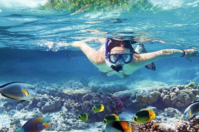 Private Dolphin House Boat Tour with Snorkeling & Lunch– Hurghada - The €110 price and who gets the best value