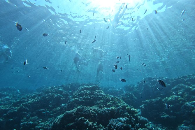 Private Dolphin Watching And Snorkeling Tour - Why This Private Hurghada Tour Works