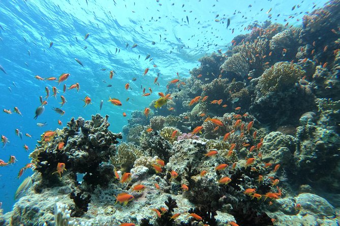 Private Dolphin Watching And Snorkeling Tour - Abu Minqar Island Gives The Tour A Pause