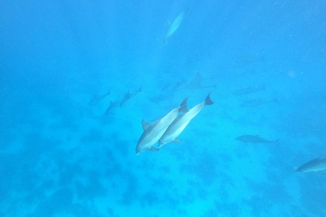 Private Dolphin Watching And Snorkeling Tour - Practical Planning Before You Book