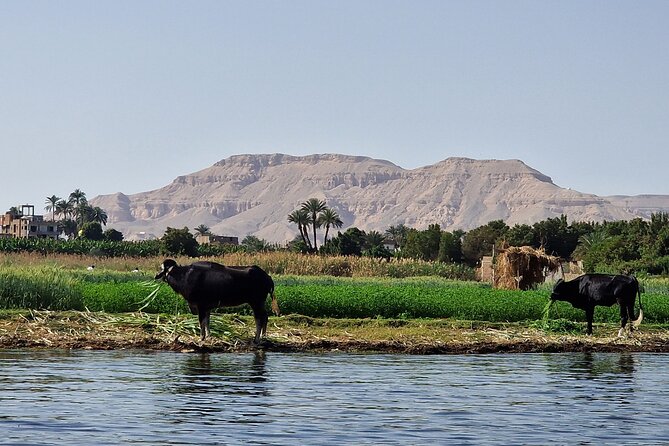 Private Luxor Overnight Tour with Hot Air Balloon from Hurghada - A sunrise balloon flight above Luxor