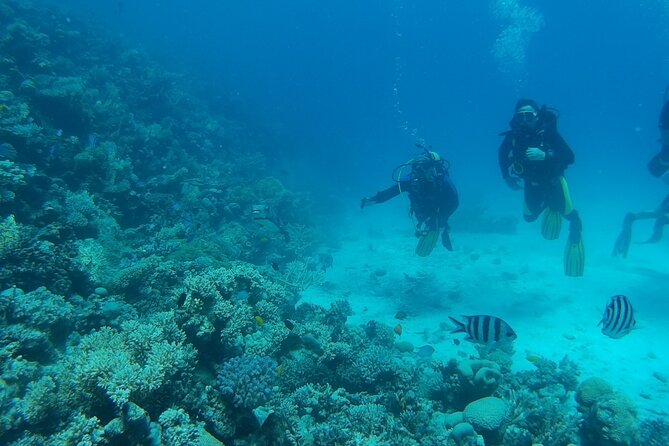 Private sea trip Hurghada - Choosing between Dolphin House and Giftun Island