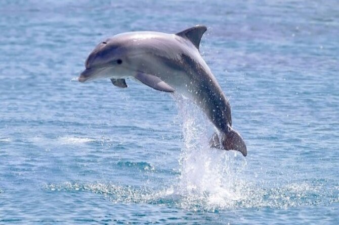 Private Speed Boat Snorkeling with Dolphins Trip - Hurghada - Snorkeling near the coral reefs