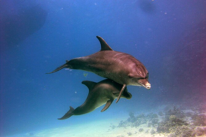 Private Speed Boat to Magawish Island's Hidden Wonders - Hurghada - Who will get the most from this trip
