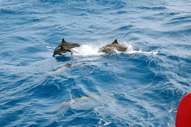 Private Speed Boat to Magawish Island's Hidden Wonders - Hurghada - Is the $70 price fair?