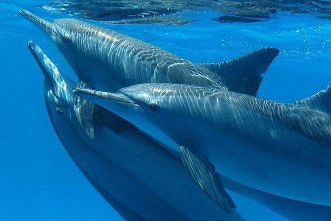 Private Speed Boat to Magawish Island's Hidden Wonders - Hurghada - Dolphin House and the limits of wild encounters