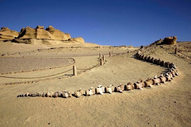 Private Tour To Fayoum Oasis, Valley Of The whales & Wadi Al Rian From Cairo. - The Valley of the Whales, the Day’s Main Event