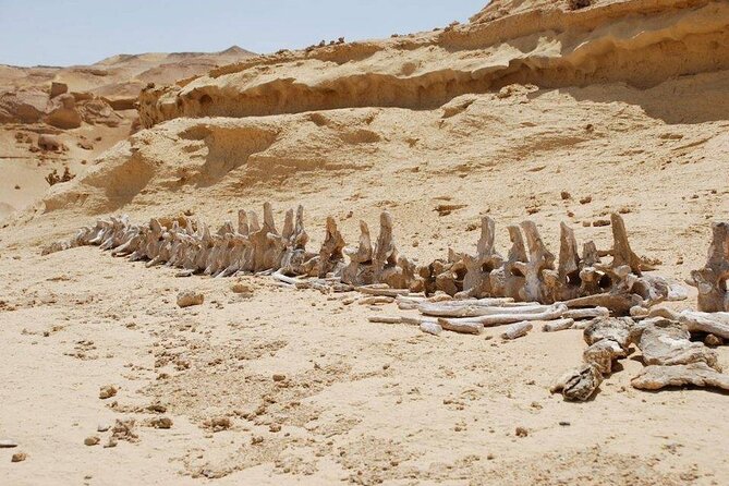 Private Tour to Whales Valley & Wadi El Rayan Waterfalls in El Fayoum from Cairo - Guides, drivers, and communication
