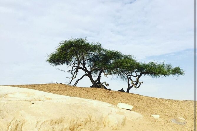 Private White Desert tour one Full day from Cairo - Warm Mineral Water and Bahariya Oasis