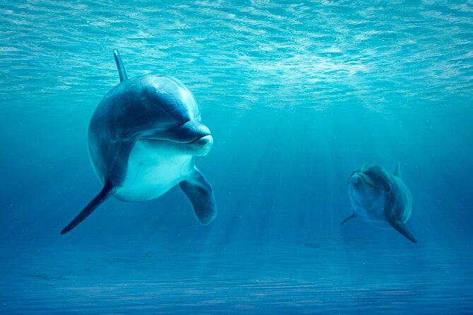 Private Yacht Cruise to Dolphin House with Lunch : Hurghada - What the strong ratings tell you