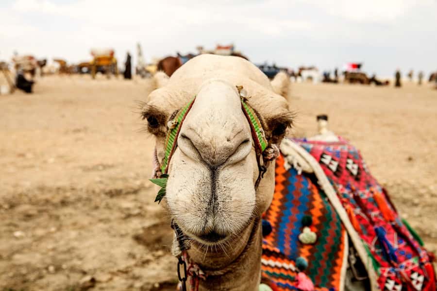 Pyramids of Giza and Great Sphinx: Private Half-Day Tour - Why the private guide matters at Giza