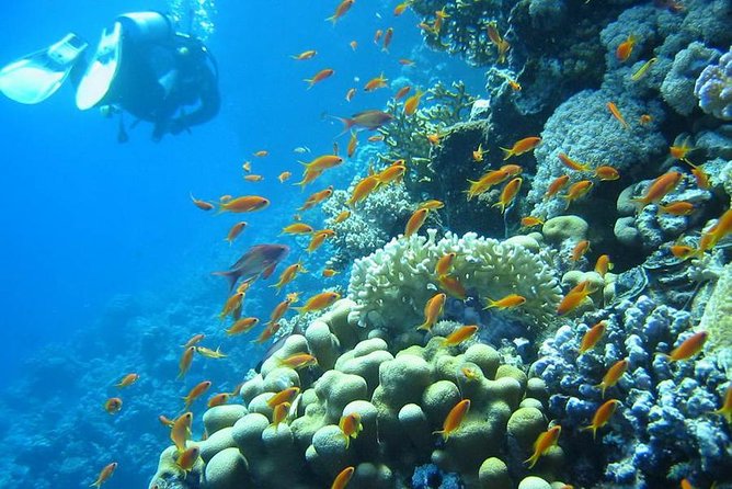 Red Sea Diving Trip from Hurghada: Beginner to Advanced Divers - The cancellation window is short but clear