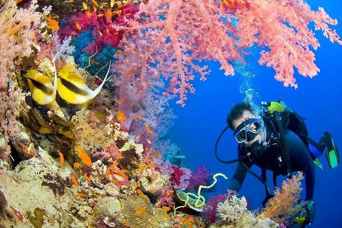 Red Sea Snorkeling from Hurghada - Giftun Island: A Pleasant Pause With a Stony Shore