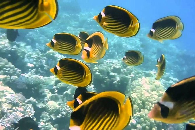 Red Sea Snorkeling from Hurghada - Who Will Enjoy This Hurghada Boat Trip?