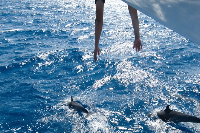 Red Sea Wonders Dolphin House Snorkeling Cruise & Lunch_ Hurghada - Key things to know before booking