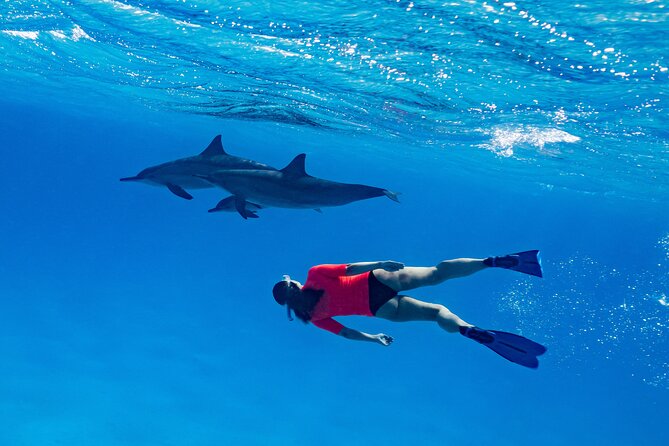 Red Sea Wonders Dolphin House Snorkeling Cruise & Lunch_ Hurghada - Searching for dolphins near Dolphin House