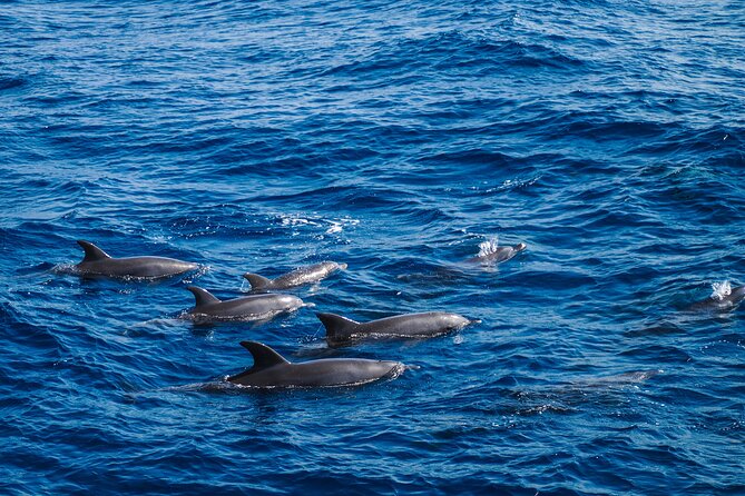 Red Sea Wonders Dolphin House Snorkeling Cruise & Lunch_ Hurghada - Two reef stops and the Red Sea underwater world
