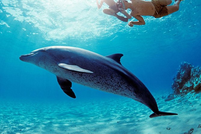 ROYAL Dolphin House & Water Sports Snorkeling Sea Trip - Hurghada - Dolphin House and the limits of wild encounters