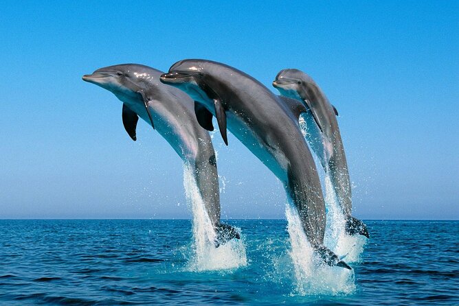 ROYAL Dolphin House & Water Sports Snorkeling Sea Trip - Hurghada - Should you book Royal Dolphin House?