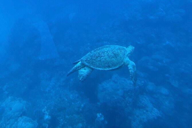 Safaga & Makadi Bay: Royal Seascope Submarine cruise with pickup - The Underwater Viewing Room