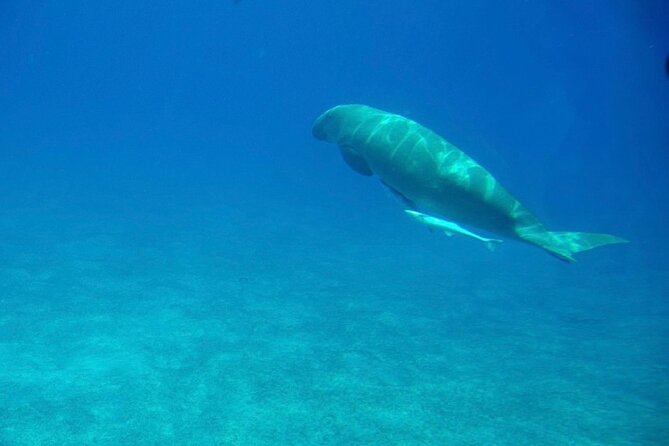 Safaga & Makadi Bay: Royal Seascope Submarine cruise with pickup - Who Will Enjoy This Trip Most