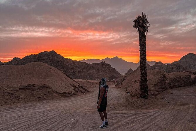 Safari 5 in 1 Quads, Camels, Show, Dinner & Star Gazing in Sharm El Sheikh - Barbecue dinner and the Bedouin camp show